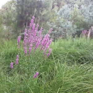 Lythrum salicaria at Uriarra Village, ACT - 1 Feb 2017 02:44 PM