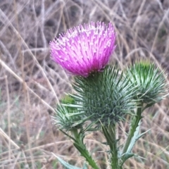 Cirsium vulgare (Spear Thistle) at Paddys River, ACT - 1 Feb 2017 by Mike