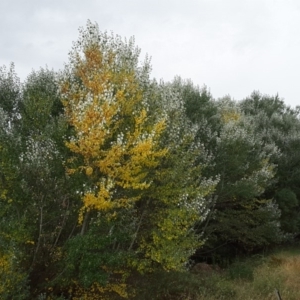 Populus alba at Paddys River, ACT - 1 Feb 2017 04:02 PM