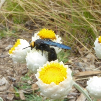 Scolia (Discolia) verticalis (Yellow-headed hairy flower wasp) at Sth Tablelands Ecosystem Park - 1 Feb 2017 by AndyRussell