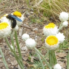 Scolia (Discolia) verticalis at Molonglo Valley, ACT - 1 Feb 2017