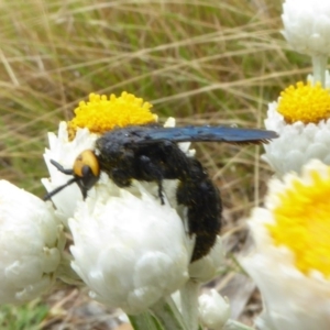 Scolia (Discolia) verticalis at Molonglo Valley, ACT - 1 Feb 2017