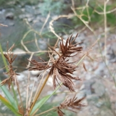 Cyperus (Flat Sedges) at Uriarra Village, ACT - 1 Feb 2017 by Mike