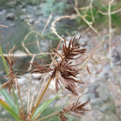 Cyperus sp. (A Sedge) at Uriarra Village, ACT - 1 Feb 2017 by Mike
