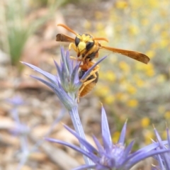 Eumeninae (subfamily) at Molonglo Valley, ACT - 1 Feb 2017 02:13 PM