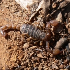 Urodacus manicatus (Black Rock Scorpion) at Bullen Range - 20 Aug 2006 by HarveyPerkins