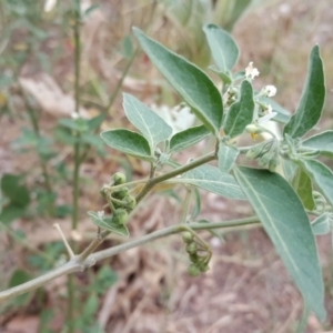 Solanum chenopodioides at Uriarra Village, ACT - 1 Feb 2017 03:13 PM