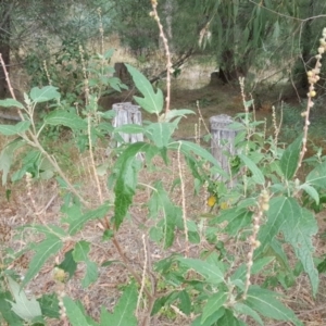 Adriana tomentosa var. tomentosa at Paddys River, ACT - 1 Feb 2017 03:40 PM