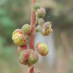 Adriana tomentosa var. tomentosa at Paddys River, ACT - 1 Feb 2017