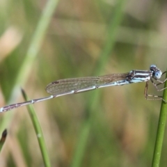 Austrolestes analis (Slender Ringtail) at Duffy, ACT - 2 Apr 2016 by HarveyPerkins