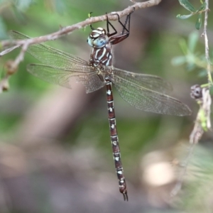 Austroaeschna unicornis at Tennent, ACT - 5 Mar 2016