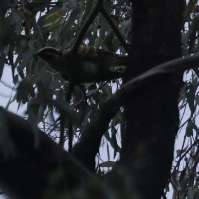 Eudynamys orientalis (Pacific Koel) at O'Connor, ACT - 31 Jan 2017 by ibaird