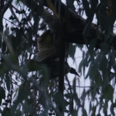 Eudynamys orientalis at O'Connor, ACT - 31 Jan 2017