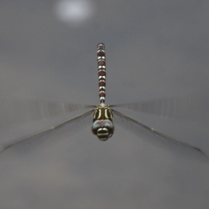 Austroaeschna unicornis at Tennent, ACT - 23 Jan 2016