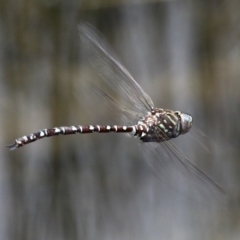 Austroaeschna unicornis at Tennent, ACT - 23 Jan 2016