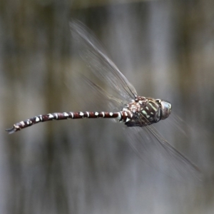 Austroaeschna unicornis at Tennent, ACT - 23 Jan 2016