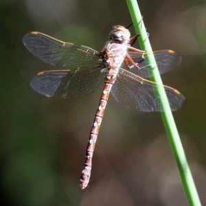 Austroaeschna unicornis at Paddys River, ACT - 26 Mar 2016