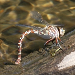 Austroaeschna unicornis at Paddys River, ACT - 26 Mar 2016