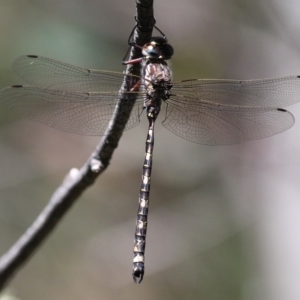 Austroaeschna atrata at Cotter River, ACT - 15 Jan 2017