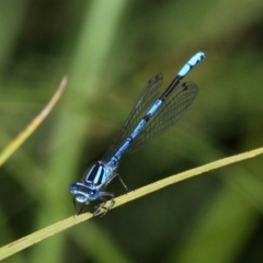 Austrocoenagrion lyelli (Swamp Bluet) at Mount Clear, ACT - 27 Jan 2017 by HarveyPerkins