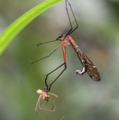 Harpobittacus australis (Hangingfly) at Tennent, ACT - 31 Dec 2016 by HarveyPerkins