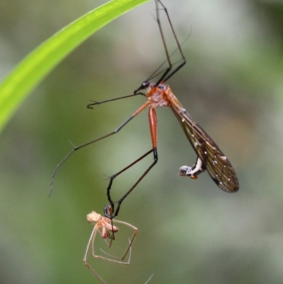 Harpobittacus australis (Hangingfly) at Tennent, ACT - 31 Dec 2016 by HarveyPerkins