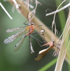 Harpobittacus australis at Tennent, ACT - 1 Jan 2017 10:59 AM