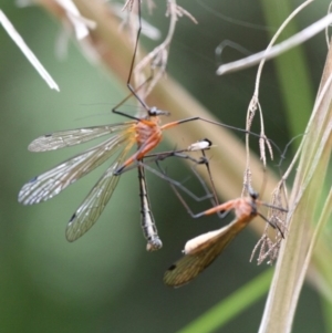 Harpobittacus australis at Tennent, ACT - 1 Jan 2017