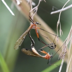 Harpobittacus australis at Tennent, ACT - 1 Jan 2017 10:59 AM