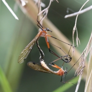 Harpobittacus australis at Tennent, ACT - 1 Jan 2017