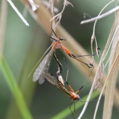 Harpobittacus australis at Tennent, ACT - 1 Jan 2017 10:59 AM