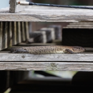 Egernia cunninghami at Murrumbateman, NSW - 2 Feb 2017 11:13 AM