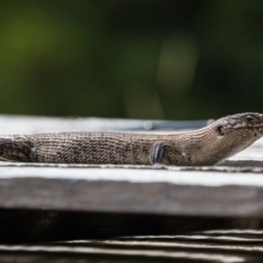 Egernia cunninghami at Murrumbateman, NSW - 2 Feb 2017 11:13 AM