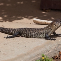 Egernia cunninghami at Murrumbateman, NSW - 2 Feb 2017 11:13 AM