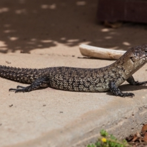 Egernia cunninghami at Murrumbateman, NSW - 2 Feb 2017