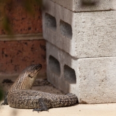 Egernia cunninghami at Murrumbateman, NSW - 2 Feb 2017 11:13 AM