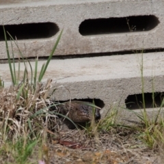 Egernia cunninghami at Murrumbateman, NSW - 2 Feb 2017 11:13 AM