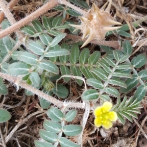 Tribulus terrestris at Parkes, ACT - 2 Feb 2017