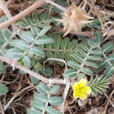 Tribulus terrestris (Caltrop, Cat-head) at Parkes, ACT - 2 Feb 2017 by Mike