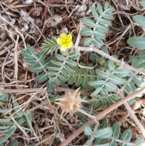 Tribulus terrestris at Parkes, ACT - 2 Feb 2017