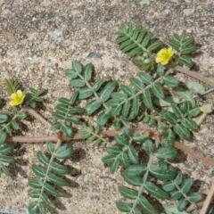 Tribulus terrestris at Parkes, ACT - 2 Feb 2017