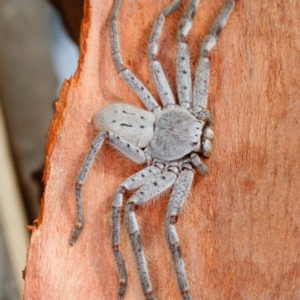 Isopeda sp. (genus) at Gungahlin, ACT - 2 Feb 2017