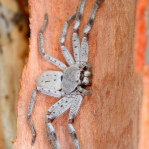 Isopeda sp. (genus) at Gungahlin, ACT - 2 Feb 2017