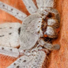 Isopeda sp. (genus) at Gungahlin, ACT - 2 Feb 2017