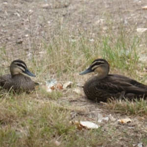 Anas superciliosa at Uriarra Village, ACT - 1 Feb 2017