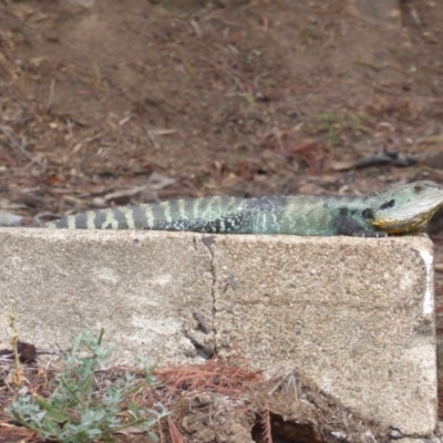 Intellagama lesueurii howittii (Gippsland Water Dragon) at Uriarra Village, ACT - 1 Feb 2017 by Mike