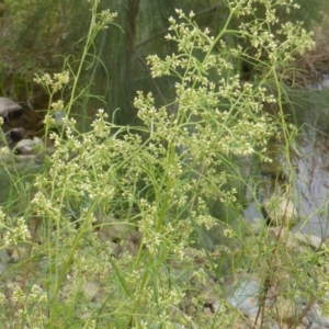 Cassinia quinquefaria at Uriarra Village, ACT - 1 Feb 2017 03:20 PM