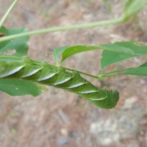 Psilogramma casuarinae at Isaacs, ACT - 2 Feb 2017