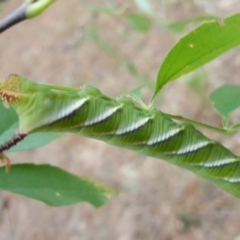 Psilogramma casuarinae at Isaacs, ACT - 2 Feb 2017