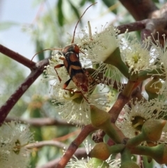 Aridaeus thoracicus (Tiger Longicorn Beetle) at Molonglo Valley, ACT - 1 Feb 2017 by galah681